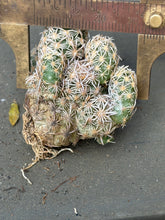 Load image into Gallery viewer, Escobaria cactus E.minima
