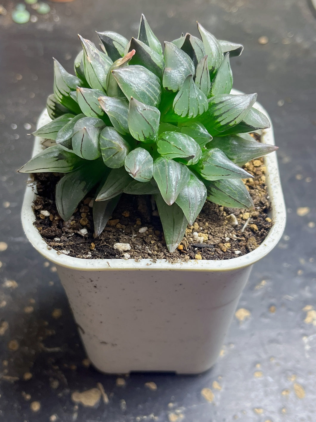 Haworthia magnifica v.atrofusca
