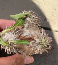 Load image into Gallery viewer, Pachypodium Brevicaule
