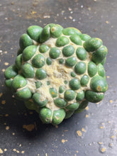 Load image into Gallery viewer, CORYPHANTHA ELEPHANTIDENS CV. INERMIS
