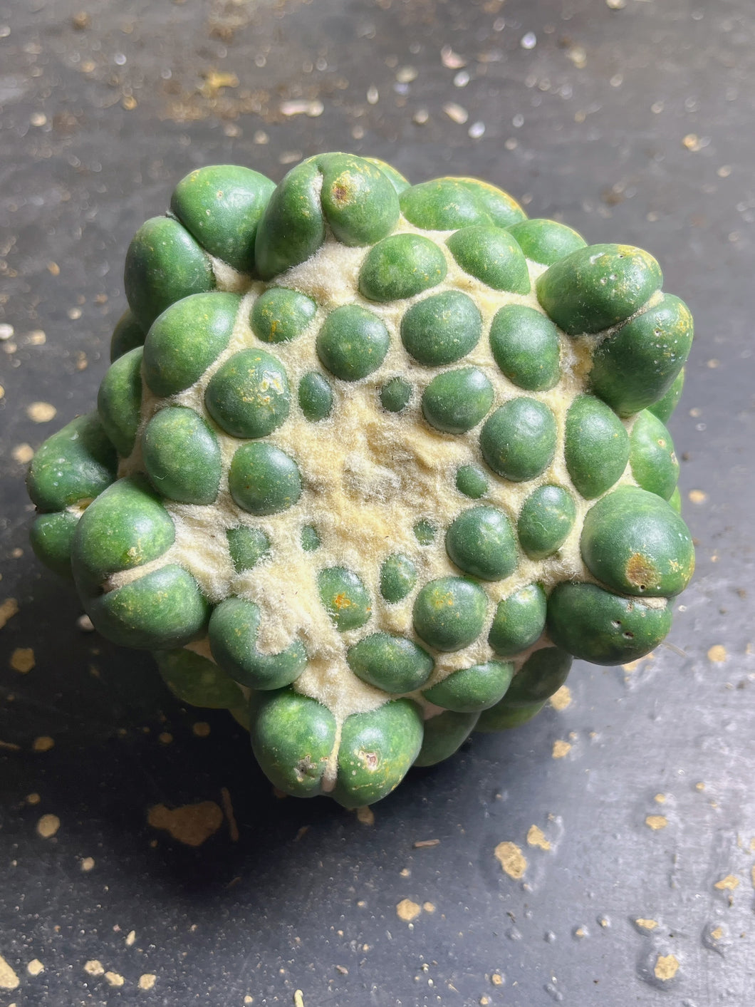 CORYPHANTHA ELEPHANTIDENS CV. INERMIS