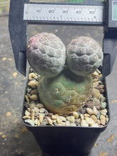 Load image into Gallery viewer, Tephrocactus geometricus
