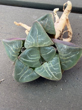 Load image into Gallery viewer, Haworthia
