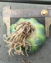 Load image into Gallery viewer, Astrophytum asterias
