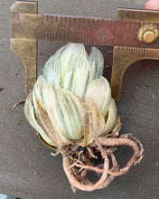 Load image into Gallery viewer, Haworthia variegated
