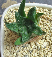 Load image into Gallery viewer, Ariocarpus fissuratus
