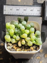 Load image into Gallery viewer, Fenestraria rhopalophylla （baby toes)variegated
