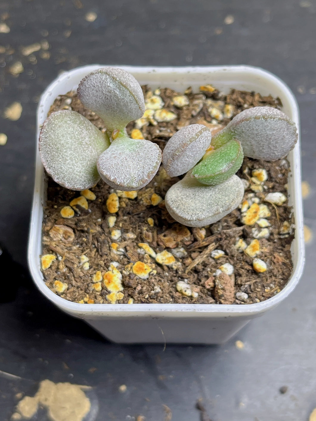 Adromischus