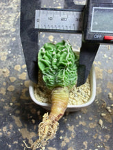 Load image into Gallery viewer, Astrophytum myriostigma cv. Onzuka f. tricostatum Fukuryiu
