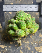 Load image into Gallery viewer, Sulcorebutia tarabucoensis var. callecallensis
