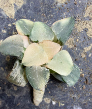 Load image into Gallery viewer, Haworthia bayeri 'Ice Surface' Variegata
