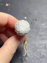 Load image into Gallery viewer, Mammillaria herrerae
