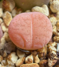 Load image into Gallery viewer, Lithops Variegated
