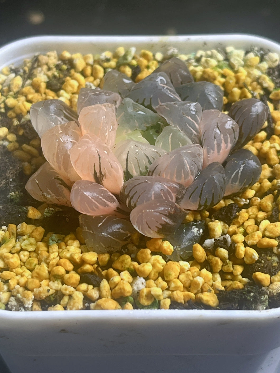 Haworthia obtusa variegated 48