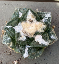 Load image into Gallery viewer, Ariocarpus fissuratus
