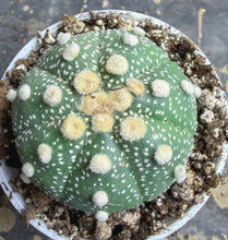 Load image into Gallery viewer, Astrophytum asterias
