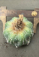 Load image into Gallery viewer, Astrophytum asterias
