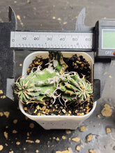 Load image into Gallery viewer, Euphorbia columnaris
