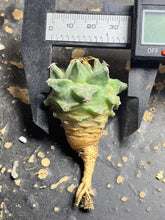 Load image into Gallery viewer, Turbinicarpus alonsoi
