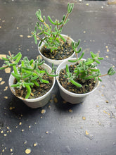 Load image into Gallery viewer, Drosanthemum eburneum
