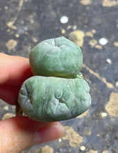 Load image into Gallery viewer, Lophophora peyote crested
