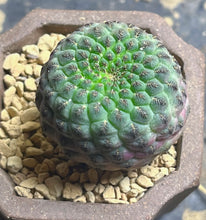 Load image into Gallery viewer, Rebutia rauschii
