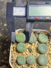 Load image into Gallery viewer, Conophytum pageae （each）
