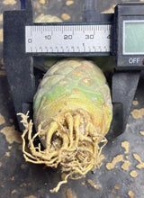 Load image into Gallery viewer, Tephrocactus geometricus
