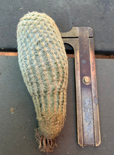 Load image into Gallery viewer, Echinocereus rigidissimus f. albiflorus（white)
