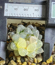 Load image into Gallery viewer, HAWORTHIA BLACK OB VARIEGATED NEON VARIEGATED

