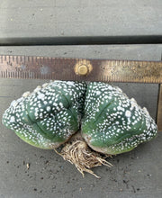 Load image into Gallery viewer, Astrophytum asterias
