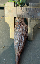 Load image into Gallery viewer, Senna meridionalis
