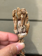 Load image into Gallery viewer, Monilaria obconica
