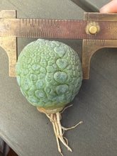 Load image into Gallery viewer, Pseudolithos migiurtinus
