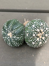 Load image into Gallery viewer, Astrophytum asterias
