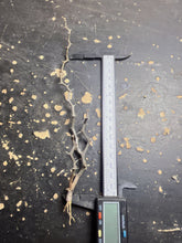 Load image into Gallery viewer, Decaryia madagascariensis
