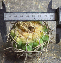 Load image into Gallery viewer, Gymnocalycium hybopleurum
