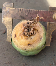 Load image into Gallery viewer, Coryphantha elephantidens
