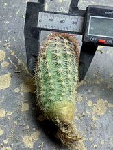 Load image into Gallery viewer, Echinocereus ctenoides
