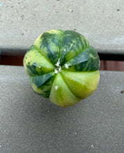 Load image into Gallery viewer, Astrophytum asterias Variegated
