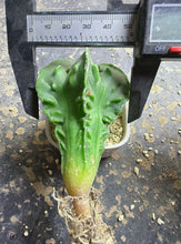 Load image into Gallery viewer, Astrophytum myriostigma cv. Onzuka f. tricostatum Fukuryiu
