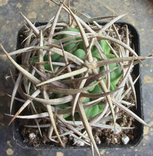 Load image into Gallery viewer, Gymnocalycium hybopleurum
