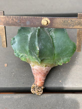 Load image into Gallery viewer, Astrophytum myriostigma 'Kikko'
