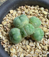 Load image into Gallery viewer, Lophophora peyote

