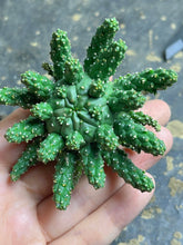 Load image into Gallery viewer, Euphorbia gamkaensis
