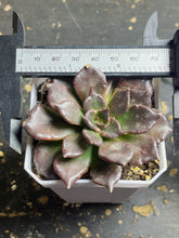 Load image into Gallery viewer, Echeveria &#39;Black Madiba
