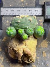 Load image into Gallery viewer, Lophophora peyote
