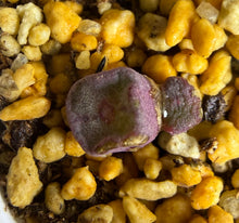 Load image into Gallery viewer, Conophytum cubicum（2‑headed）
