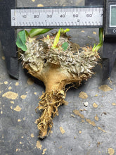 Load image into Gallery viewer, Euphorbia parvimedusae
