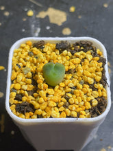 Load image into Gallery viewer, Conophytum Regale SH793 &#39;Ratelpoort&#39;
